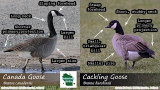 ID Tips Cackling Goose vs Canada Goose [upl. by Yruama308]