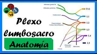 PLEXO BRAQUIAL FÁCIL EXPLICACIÓN  mnemotecnia ANATOMIA  Mentes Médicas [upl. by Tuddor]