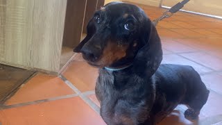 MINI DACHSHUND KNOWS HOW TO MAKE HIMSELF UNDERSTOOD [upl. by Chew]