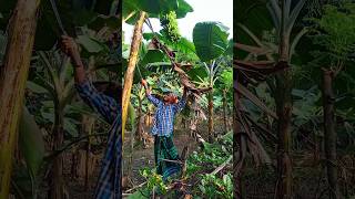 Banana cutting scene Ep 1317 shorts viral trending [upl. by Eilis]