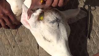 बछड़ों को सींग रोधन  हिंदी में आवाज  Calf Disbudding in Dairy Cattle [upl. by Rabjohn160]