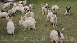 Cute Animal Rabbits as Pets Video  Rabbit Farming in India  Indian Rabbit  ढेर सारे खरगोश [upl. by Atteuqal285]