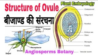 Structure of Ovule  बीजाण्ड की संरचना  Structure of ovule bsc 2nd year [upl. by Ennaeus232]