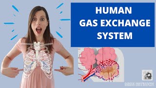 Human GAS EXCHANGE SYSTEM  A level Biology Learn the structures ventilation and gas exchange [upl. by Kiyohara]