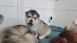 alaskan malamute puppies at 25 days [upl. by Ainocal]