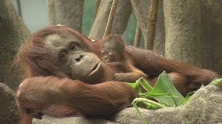 Adorable twoweekold baby orangutan makes its debut [upl. by Repinuj]