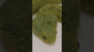 Green or Red BUSH VIPERS snakes animals venomoussnake [upl. by Atnim716]