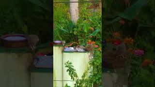 YELLOWBILLED BABBLER BIRDS EATINGbirdsbirdlovers viralvideoviralshortnaturesrilankashorts [upl. by Silloc220]