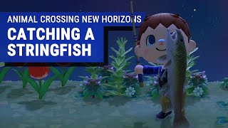 Animal Crossing New Horizons Gameplay  Catching a Stringfish [upl. by Nnaeoj]