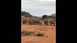 Annual meeting of Tsavo Tuskers [upl. by Dryden]