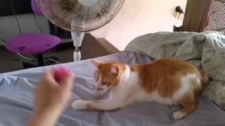 Manx cat plays fetch [upl. by Jeana641]