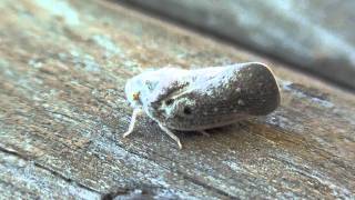 Citrus Flatid Planthopper Flatidae Metcalfa pruinosa Lateral View [upl. by Tebasile]