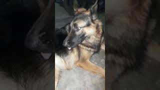 germanshepherd viralvideo ytshortsvideo trendingshorts [upl. by Noned679]