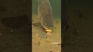 Fishing 🎣 fishing fish carp carpfishing catchandrelease underwater shark ship [upl. by Garbers757]