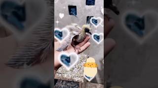 Pigeons life journey🤯wow🐣 ytshorts youtubeshorts viral short entertainmenttawinsto [upl. by Niowtna741]