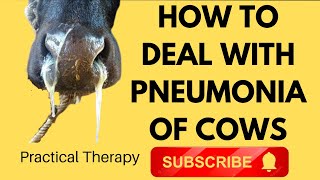 How vet treats pneumonia of cows and buffaloes I GNP Sir [upl. by Attaynik801]