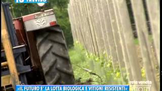 TREVISO TG  13082015  «IL FUTURO E’ LA LOTTA BIOLOGICA E VITIGNI RESISTENTI» [upl. by Annaiviv]