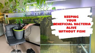 How to keep your beneficial bacteria alive without fish [upl. by Jolene313]