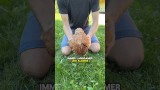 Huhn zum Schlafen bringen😴🐓 huhn schlafen landwirtschaft hühnerhack tippsundtricks [upl. by Ahiel]