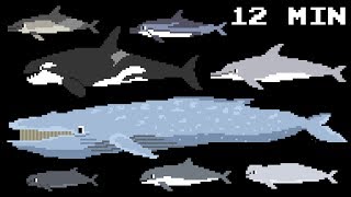 Cetacean Collection  Whales Dolphins amp Porpoises  Learn Animals  The Kids Picture Show [upl. by Pampuch385]