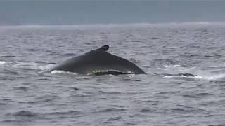 Les baleines du parc Forillon Gaspésie [upl. by Pouncey]