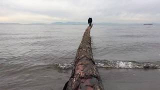 Funny Schipperke dog falls off a log [upl. by Miharba]