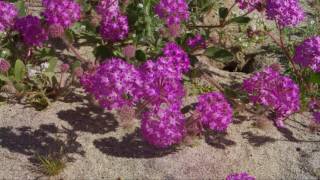 Super Bloom  Anza Borrego [upl. by Mozes553]