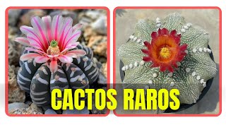 27 ESPÉCIES DE CACTOS PARA IDENTIFICAÇÃO CACTOS RAROS [upl. by Ahsienek821]