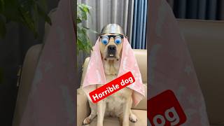 Most horrible dog 😨shorts viralvideo trending [upl. by Moyna]