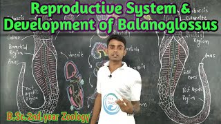 Lc14Reproductive System amp Development Of Balanoglossus  BSc2nd year  Zoology  Prahalad Sir [upl. by Ethelda635]