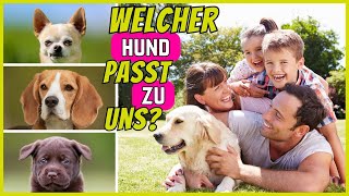 Top 10 Hunderassen für Familien  Die quotbestenquot Familienhunde [upl. by Eirtemed]