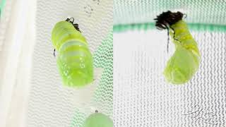 Monarch Caterpillar Pupating [upl. by Ailil43]