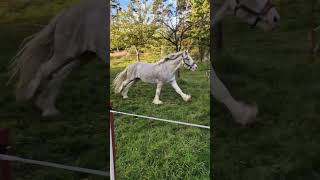 GaloppTraining mit Horsti So gehts Pferdesport HorstiDerHengst Reitkunst [upl. by Viddah]