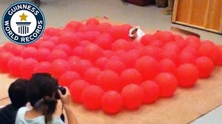 Fastest time to pop 100 balloons by a dog  Guinness World Records [upl. by Atnuahsal]