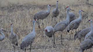 Sandhill cranes and the birds of Cochise County Arizona [upl. by Amapuna176]