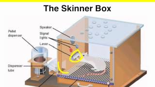 Operant Conditioning  Skinner box experiment  VCE Psychology [upl. by Aita]