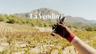 LA VENDIMIA DOP 2024 [upl. by Strait902]