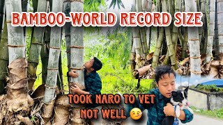 World record size BAMBOO found  My NARO is not well 🤧 took her to VET [upl. by Dnomsad]