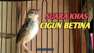 Suara Khas Ciblek Gunung Betina Memanggil Jantan  Cigun Betina Gacor [upl. by Tracey527]