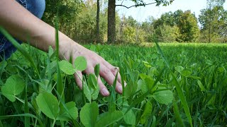 How To Create The PERFECT Food Plot [upl. by Yrrek]