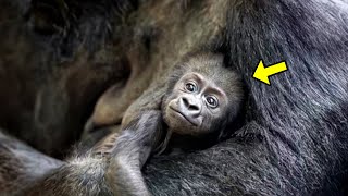 Baby Gorilla Misbehaves In Front Of A Crowd Then Dad Quickly Steps In And Sets Him Straight [upl. by Sabah854]