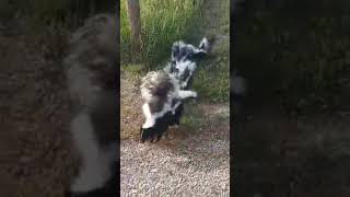 Who knew skunks were so cute [upl. by Natye]