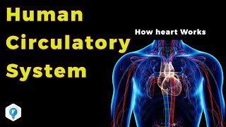 Human Circulatory System in Hindi  Narendra Sir IITB 2003 AIR 445 Purdue Univ USA [upl. by Scevor199]