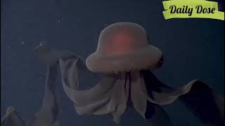 An extraordinary deepsea sighting The giant phantom jelly fish [upl. by Tennies]