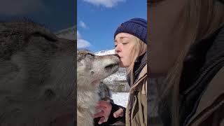 Wolf kissing petting and howling 😍🐺❤️ [upl. by Kone]