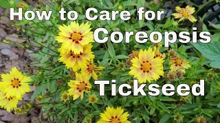 How to Care for Tickseed  Care for Coreopsis Plant  How to Deadhead Tickseed Coreopsis [upl. by Faustine583]