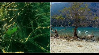 Crete Snorkeling Kournas Lake Turtles Drone footage Gold Fish 4K [upl. by Pippa]