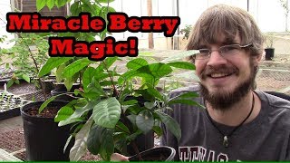 How to Grow Miracle Berry Trees in Containers [upl. by Mudenihc]