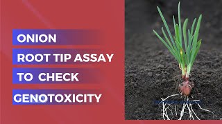 🧬 Unlocking Genotoxicity with Onion using Allium cepa Assay 🌱 [upl. by Sivam]