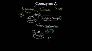 Coenzyme A [upl. by Eessac714]